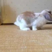 ミライの画像