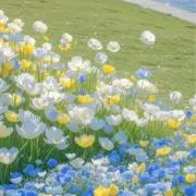 nokoの画像