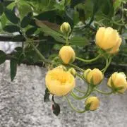 aiueoの画像