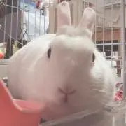 りょん