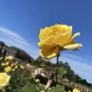 たその画像