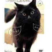 KING(੯ੁૂ‧̀͡u\