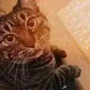 こはるの画像