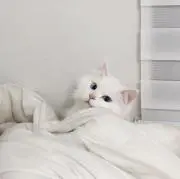 みるく