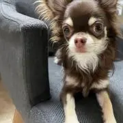 ともやす