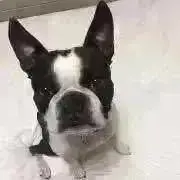 ぼうすけの画像