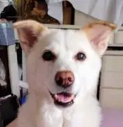わわわんこ プロフ必読　値引交渉不可の画像