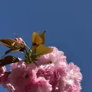 まりん（無言購入大好きの画像