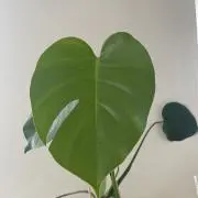 バブルビートの画像