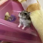 お⭐︎さつの画像