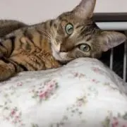 Mokoの画像