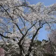 プリンの画像