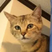 なおきゃんの画像