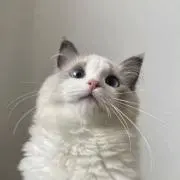 サバ缶の画像