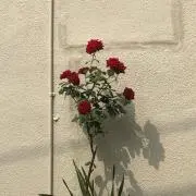 pajyaの画像