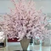 noaの画像