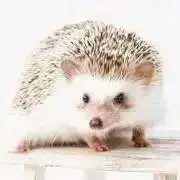 みっちゃんの画像