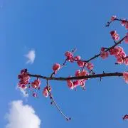 tantarの画像