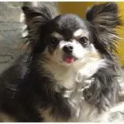 まるちん