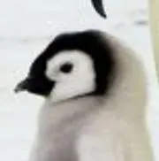 母ちゃん