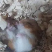 昭和歌謡の画像