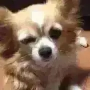 maki☆即購入❌次回発送未定