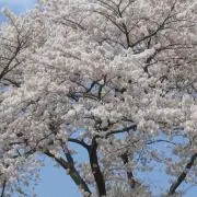 チョコ