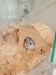 くろきん