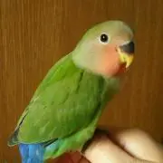 ぴくみん