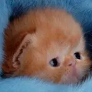 あおものの画像