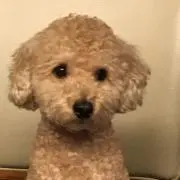 れおんの画像
