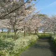 モチの画像