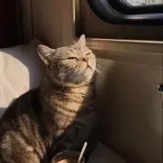 べんちゃんの画像