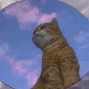 ねこの画像