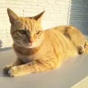 山猫