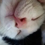 バタコ