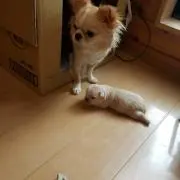 ランラン