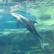 はっぴーの画像