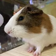 みぃちゃん