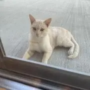 れん