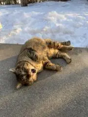 お餅のウエストベルト⚠️プロフ必読お願いの画像
