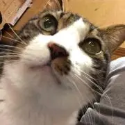おおや
