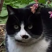 アップルマニア