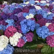 フラワーの画像