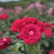 hiromin迅速発送の画像