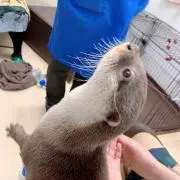ゆめの画像