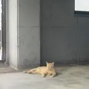 とき