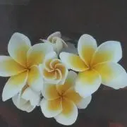 プルメリアの画像