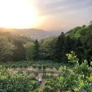 三井農園