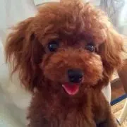 べにちゃん